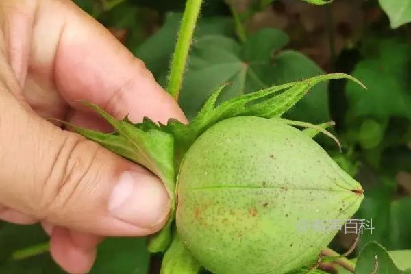 棉花种植的方法及步骤