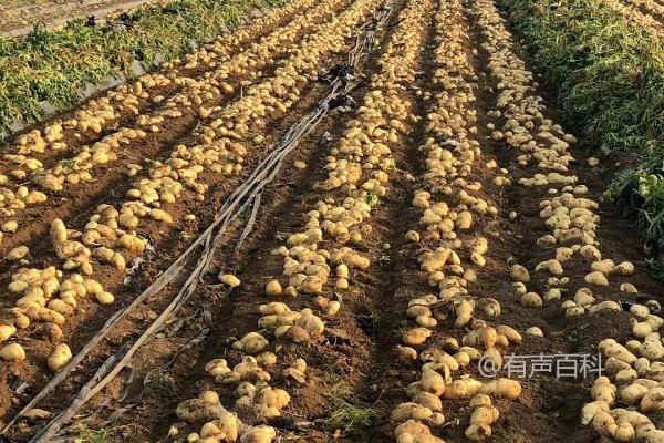 秋季马铃薯稻田免耕种植技巧，先开沟做畦再播种