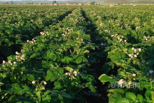 秋季马铃薯稻田免耕种植技巧，先开沟做畦再播种