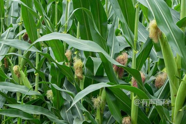 春玉米适宜种植的最佳时间是4-5月份