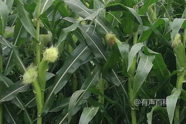 春玉米适宜种植的最佳时间是4-5月份