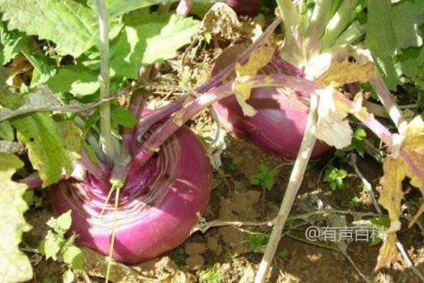 蔓菁的种植和管理技术，播种前需要进行种子筛选