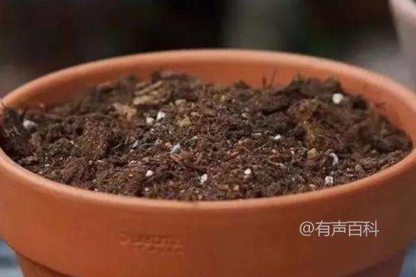 兰花养护技巧：耐寒品种易种植