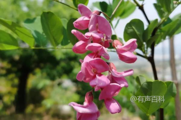 槐树果实知识：香花槐是否产籽，无荚果如何结种子