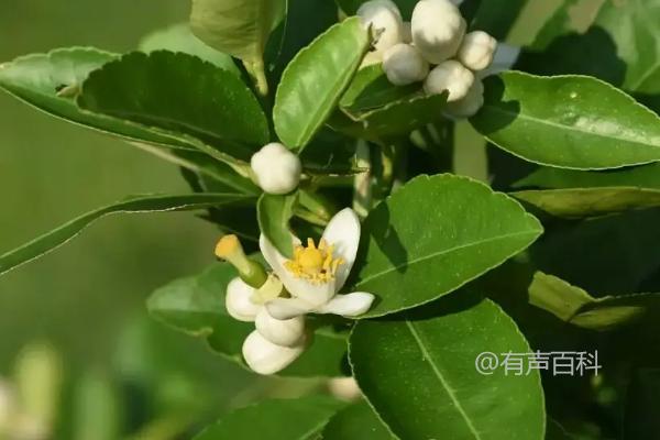 果树花芽分化关键措施及秋季乙烯利喷施促花效果