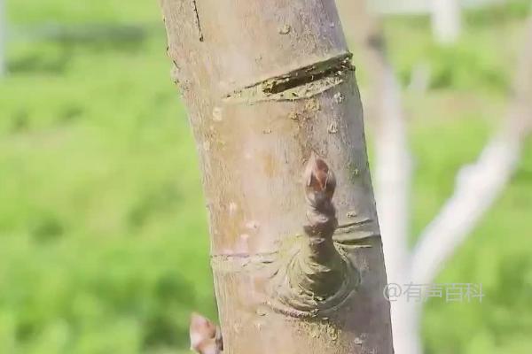 果树花芽分化关键措施及秋季乙烯利喷施促花效果