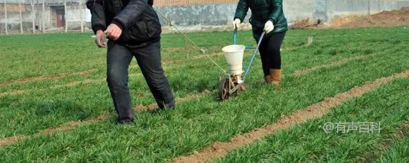 冬小麦肥料需求特点及拔节期对氮肥需求量的影