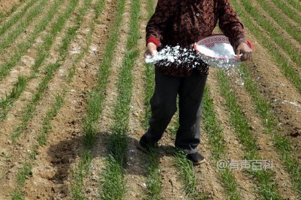 冬小麦肥料需求特点及拔节期对氮肥需求量的影响