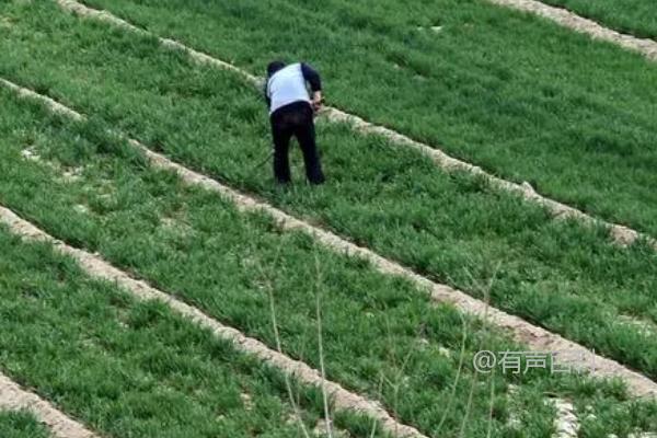 冬小麦肥料需求特点及拔节期对氮肥需求量的影响