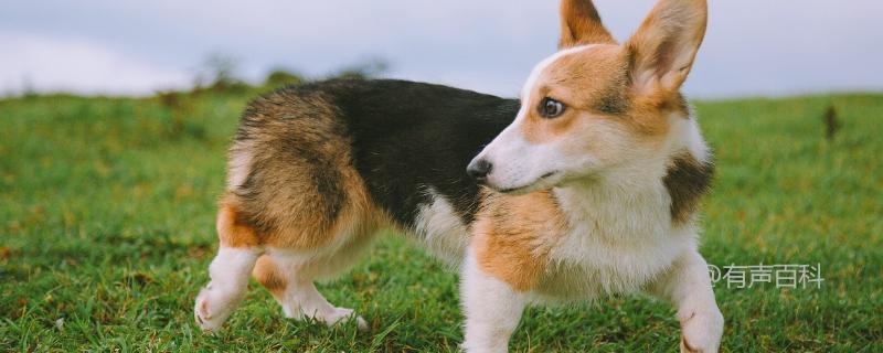 柯基狗怕热吗？柯基犬是怕热还是怕冷？