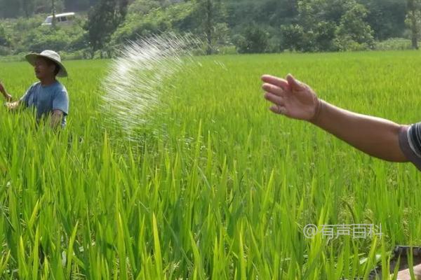 配方施肥的特色及根据作物需肥规律搭配肥料比例