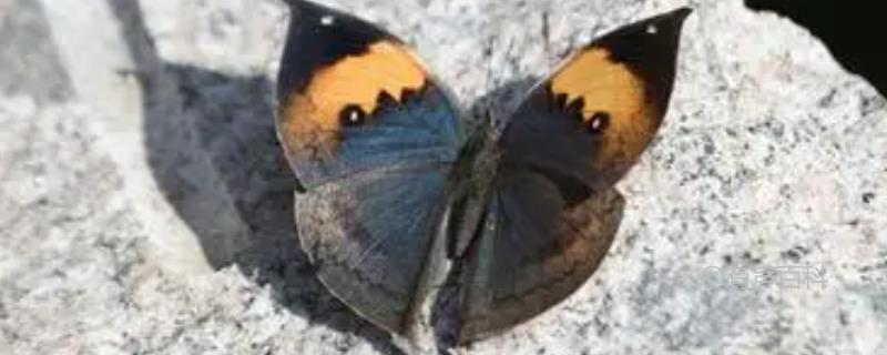 枯叶蝶的拟态与保护色特性