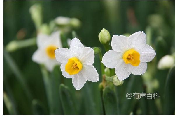 如何种植水仙花并提供足够的阳光