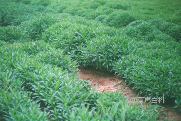 养心菜种植时间及方法，推荐在砂壤土中栽培