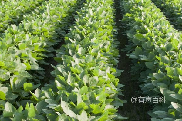 如何提高大豆产量？结荚期追施肥料可促使籽粒丰满