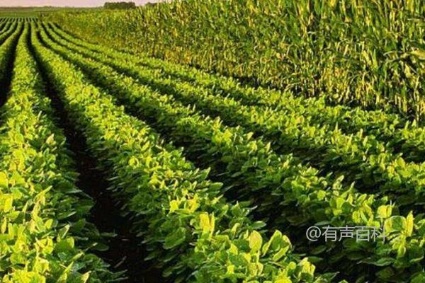 如何提高大豆产量？结荚期追施肥料可促使籽粒丰满