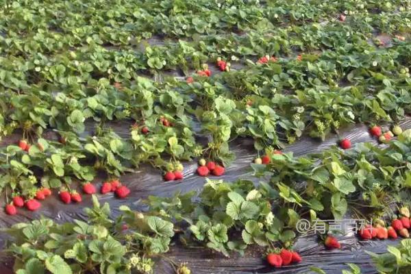 种植草莓是否需要使用除草剂，以及为什么一般不建议使用喷药除草的方法