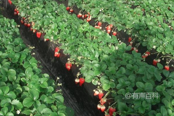 种植草莓是否需要使用除草剂，以及为什么一般不建议使用喷药除草的方法