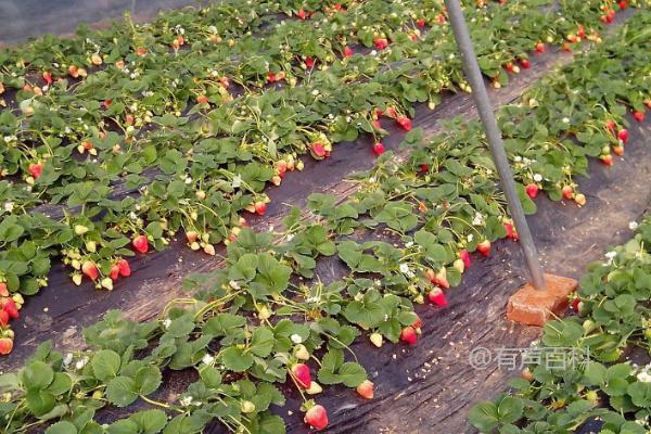 种植草莓是否需要使用除草剂，以及为什么一般不建议使用喷药除草的方法