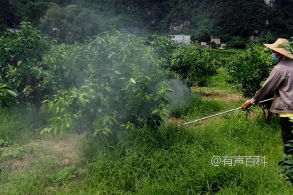 叶面肥施用后下雨影响多久？