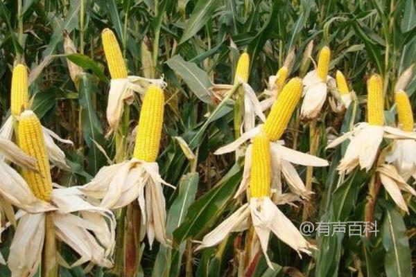 荃研2002玉米品种介绍及种植密度为4500株/亩左右