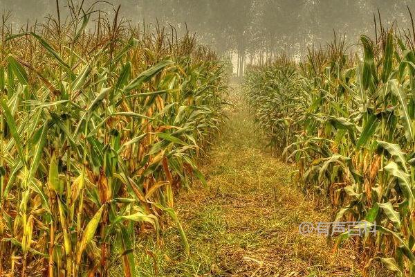 荃研2002玉米品种介绍及种植密度为4500株/亩左右