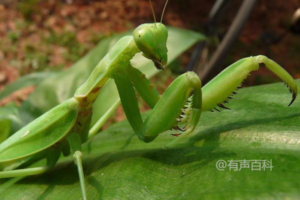 螳螂是益虫还是害虫？螳螂的饲养方法分享