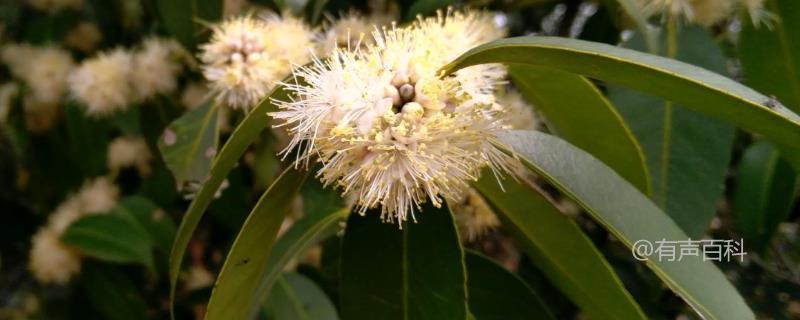 野桂花开花时间及地理分布详解