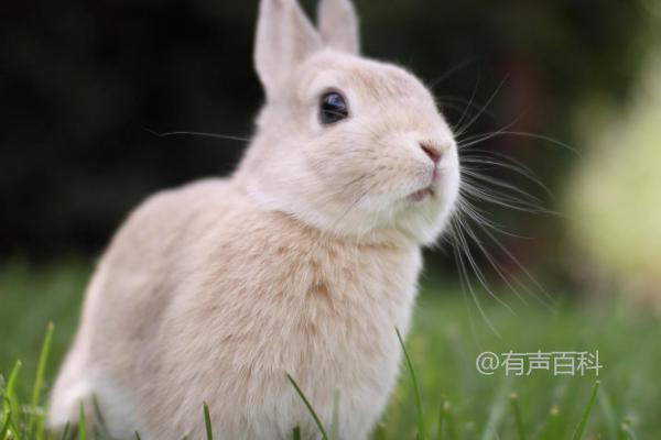 兔子催奶喂什么好，青绿多汁的饲料更有效果