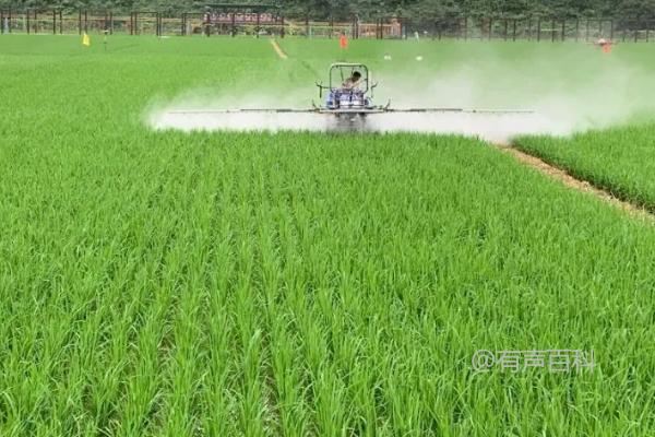 高效省力的水稻秧田化学除草方法