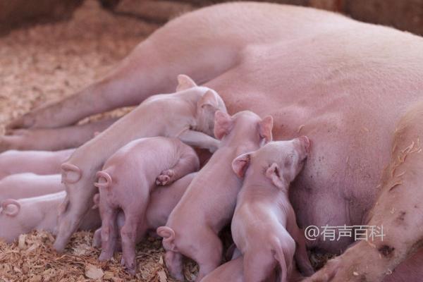 母猪初产正常数量，通常应产下3-4头猪仔—猪场养殖管理知识