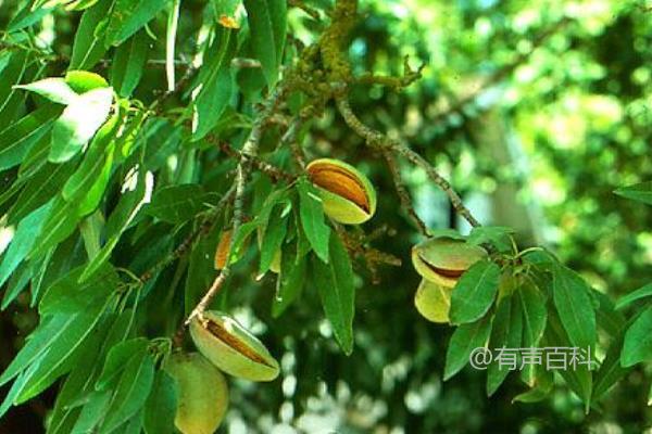 种植鲍鱼果的技术及种子繁殖与嫁接繁殖