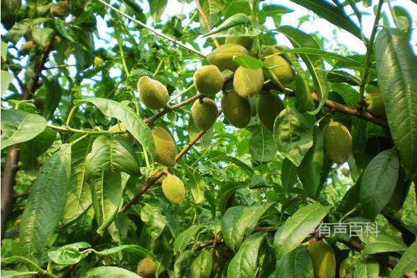 种植鲍鱼果的技术及种子繁殖与嫁接繁殖