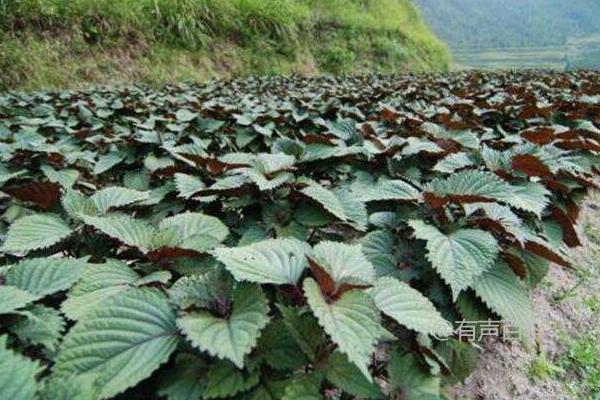 紫苏种植的注意事项及适宜生长温度