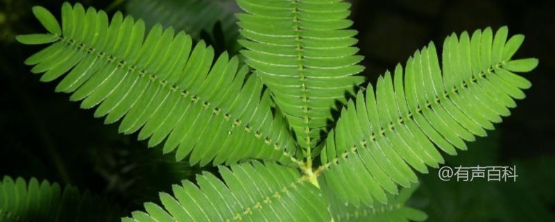 什么土壤适合种植含羞草，含羞草的生长习性介绍