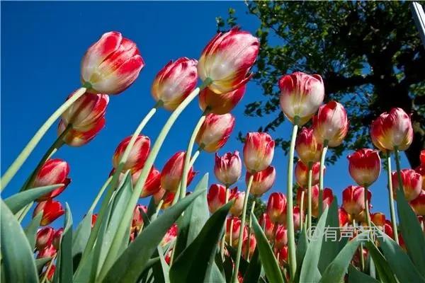 如何种植郁金香，选择适宜的土壤和环境条件至关重要