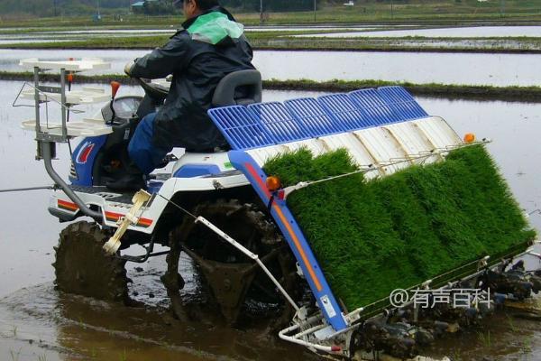 插秧机的优势，种植水稻两省事：节省种子用量和耕地面积