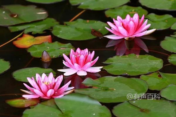 象征忠诚与守护的花——马鞭草