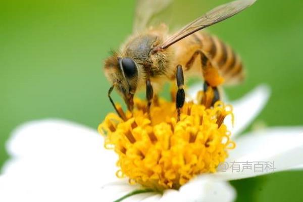 当我们谈论蜜蜂的生活方式和特点时，不同的蜂种各自有明确的分工