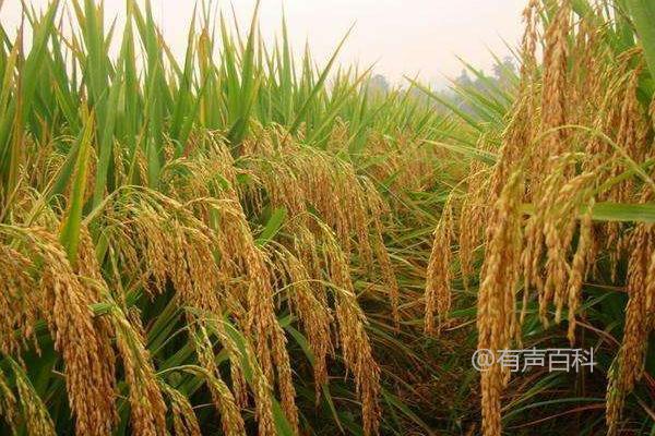 金稻4号水稻种子特性和生长特点详解，生育期达163天