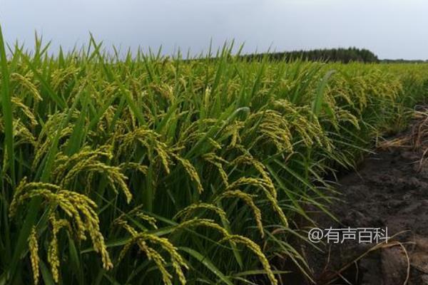 金稻4号水稻种子特性和生长特点详解，生育期达163天