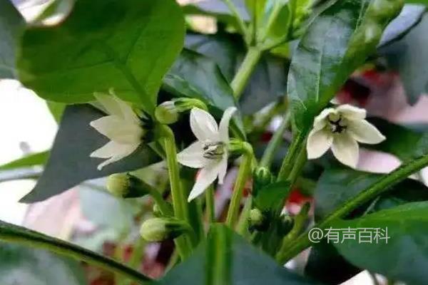 辣椒为什么开花不结果？原因是什么？