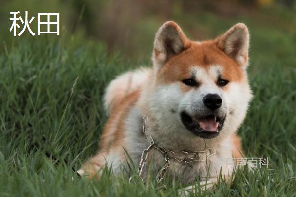 秋田犬和柴犬有何不同？辨别这5个特征显而易见