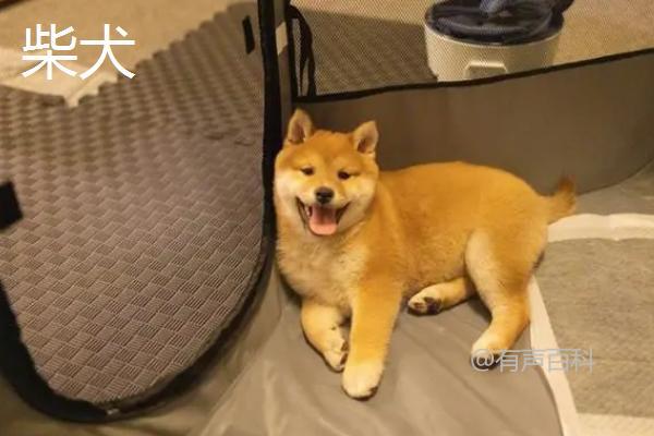 秋田犬和柴犬有何不同？辨别这5个特征显而易见