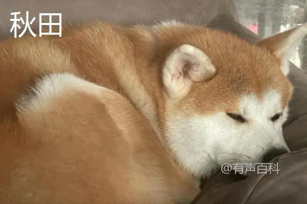 秋田犬和柴犬有何不同？辨别这5个特征显而易见