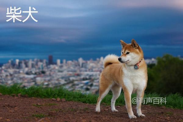 秋田犬和柴犬有何不同？辨别这5个特征显而易见