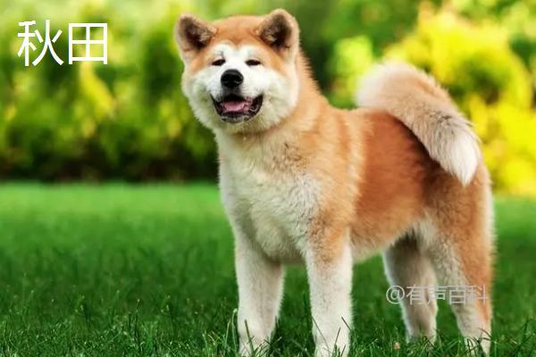 秋田犬和柴犬有何不同？辨别这5个特征显而易见