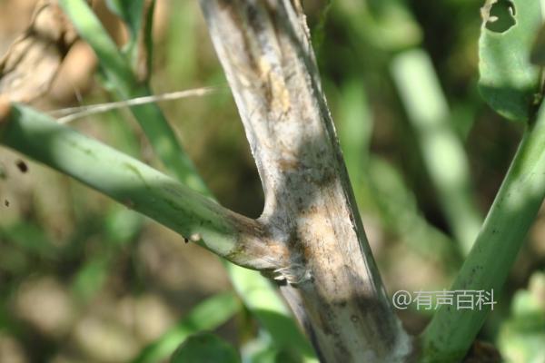 如何防治油菜菌核病和蚜虫，水稻轮作能减少菌核积累