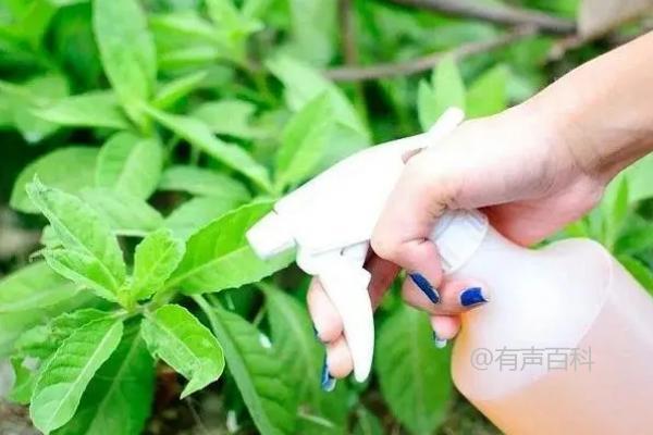 为何食醋是理想的叶面肥？含有多种营养物质，可刺激植物生长发育