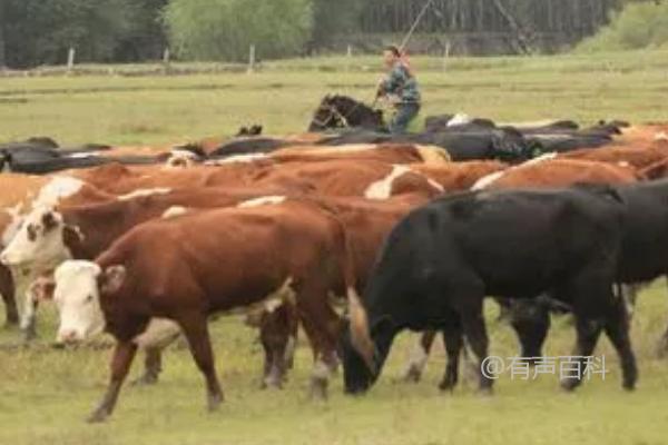 牛咳喘一针灵的使用方法及抗病毒药物推荐